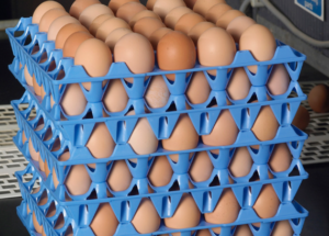 We are looking for Egg Packers