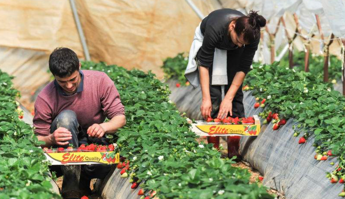 Farm Working Jobs in USA